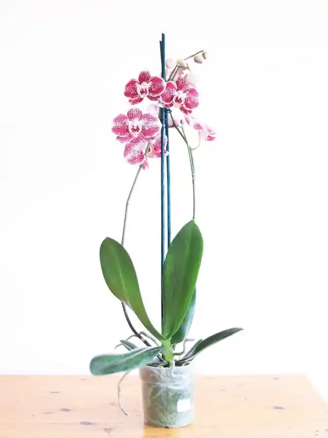 Úrsula Rosada (orquídea Grande)