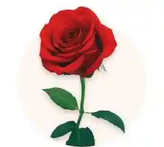 12 Rosa Roja