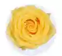 Rosas Clásicas: Rosas Rojas Y Amarillas