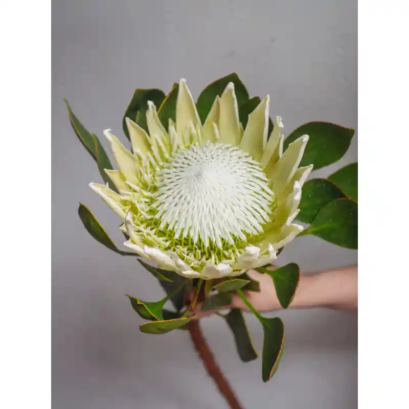 Hermosa Vara En Flor De Protea Blanca