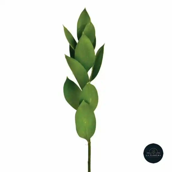 Ruscus Verde