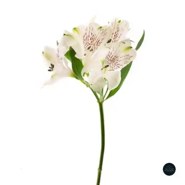 Alstroemeria Blanca