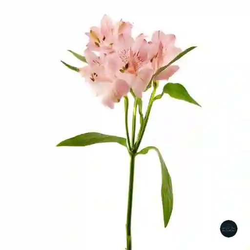 Alstroemeria Rosada