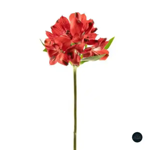 Alstroemeria Roja