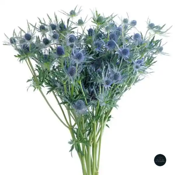 Eryngium Azul