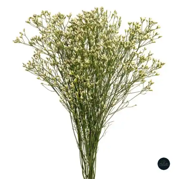 Limonium Blanco