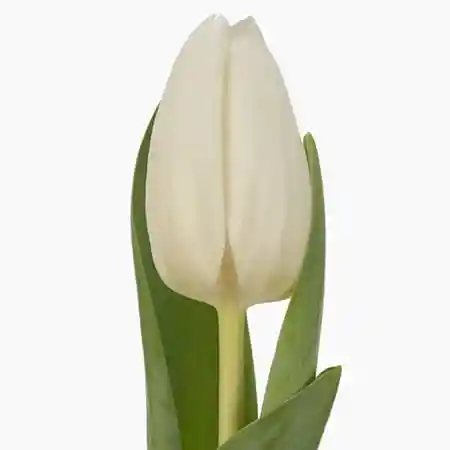 Tulipán Blanco