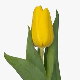 Tulipán Amarillo