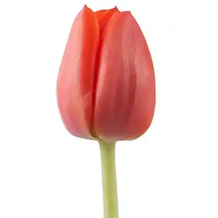 Tulipán Naranjo