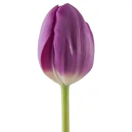 Tulipán Morado