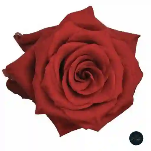 Rosa Roja Pack 12 Varas