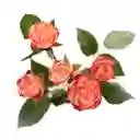 Ramo Premium Mini Rosas Durazno O Pink Cream (10 Varas = 30 Flores )