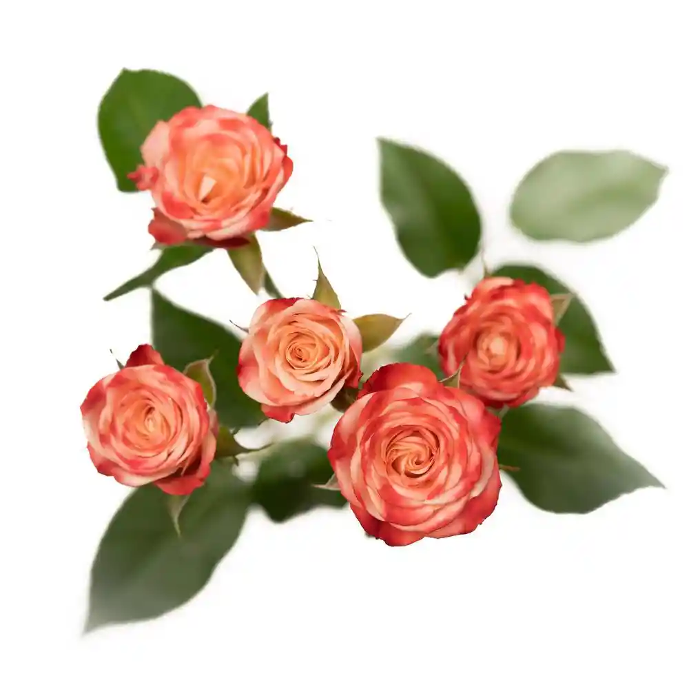 Ramo Premium Mini Rosas Durazno O Pink Cream (10 Varas = 30 Flores )