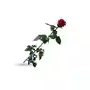 Hermosa Rosa Ecuatoriana Roja Presrvada 60 Cms