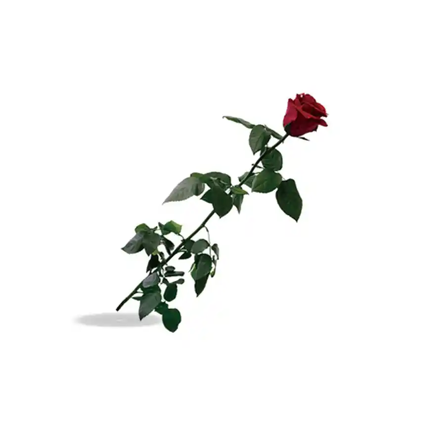 Hermosa Rosa Ecuatoriana Roja Presrvada 60 Cms