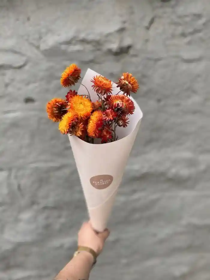 Helicriso Naranjo Seco