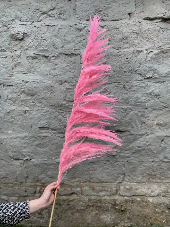 Pampas Rosadas Seca