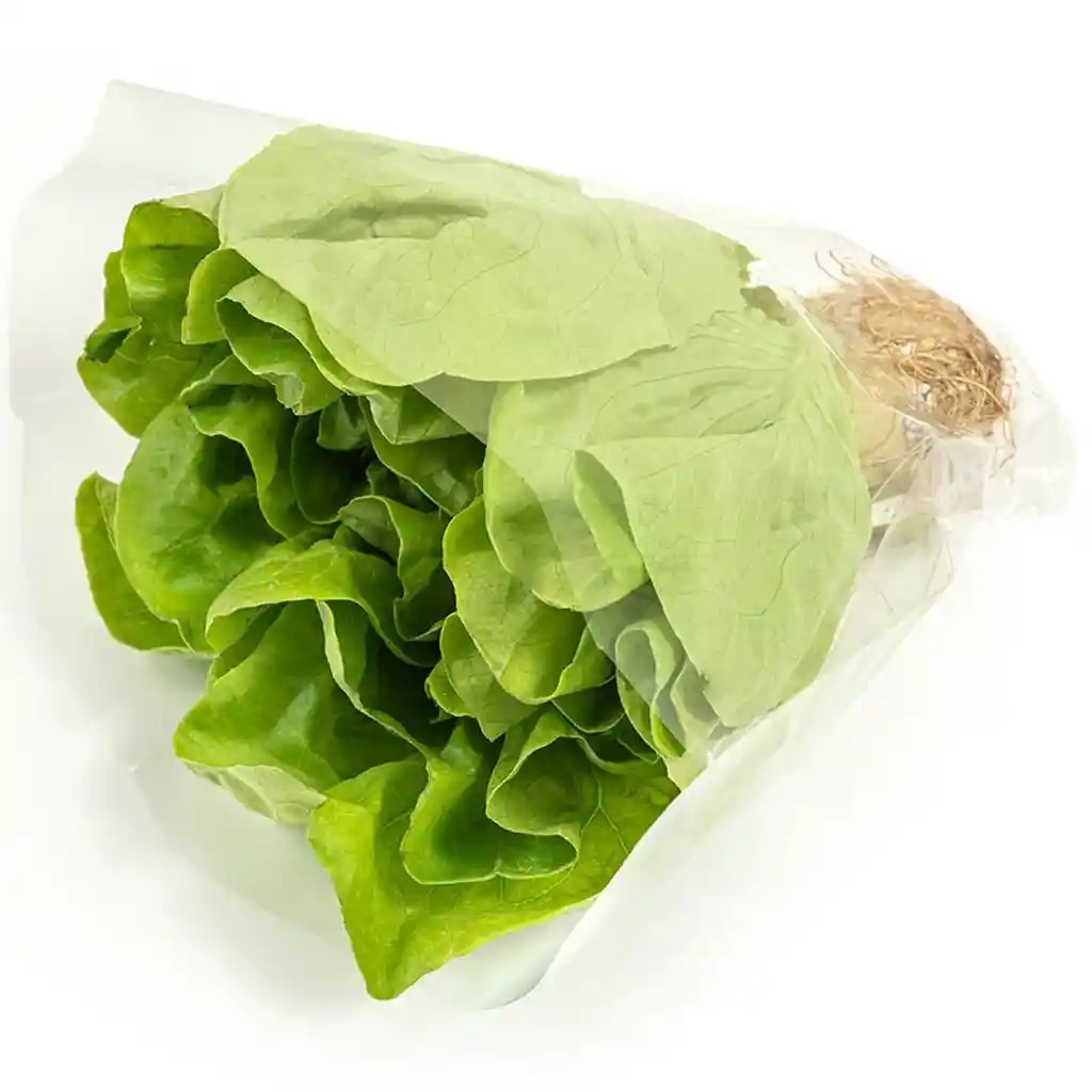 Lechuga Española