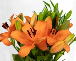 Ramo Premium De 10 Lilium Naranjos