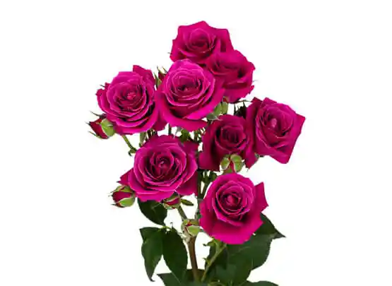 Ramo Premium Mini Rosas Rosadas Fuerte (10 Varas = 30 Flores )