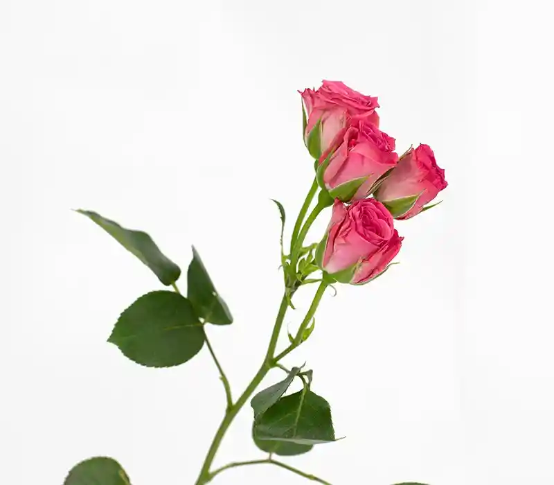 Ramo Premium Mini Rosas Rosadas Fuerte (10 Varas = 30 Flores )
