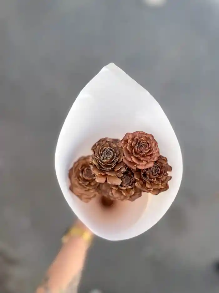Rosas De Cedro