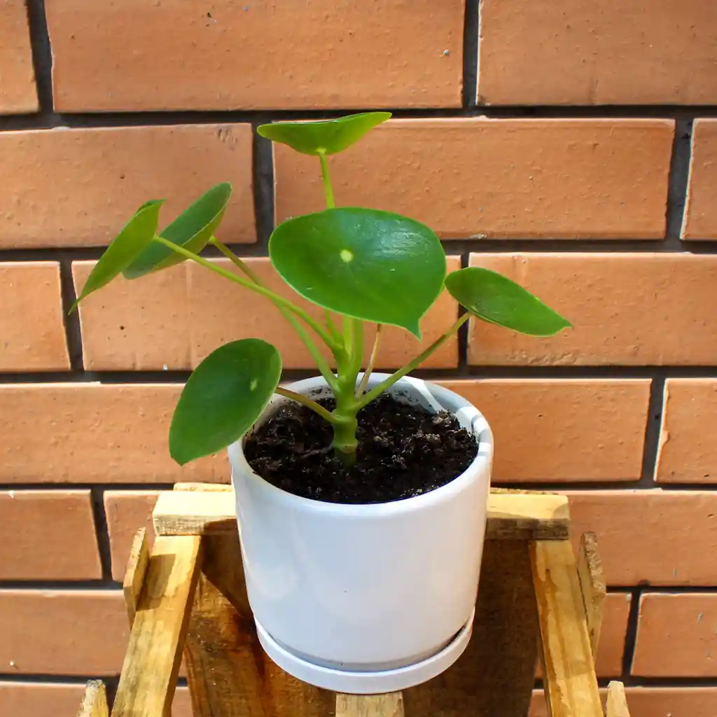 Planta Cucharita, En Macetero De Ceramica.