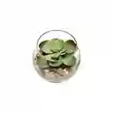 Maceta de Vidrio Con Cactus Diámetro 6.9 x 7.9 cm