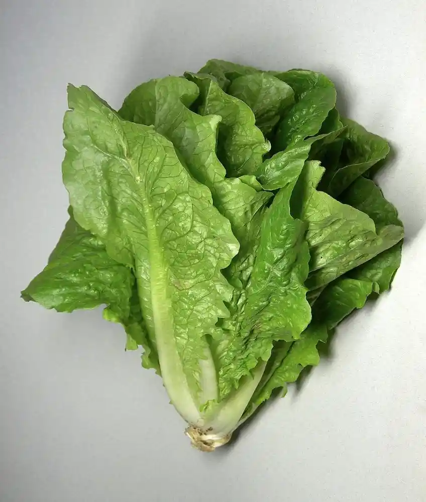 Lechuga Costina