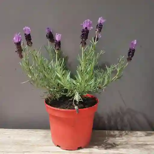 Lavanda Stocha