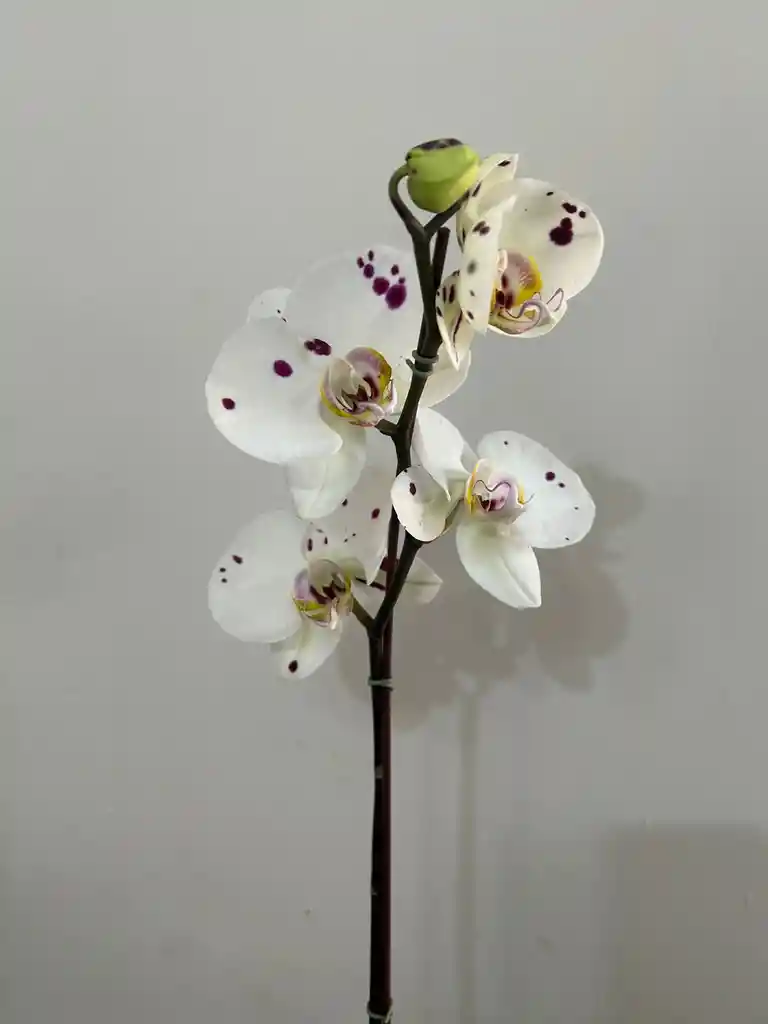 Orquidea