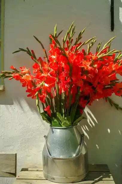 Ramo De 10 Varas De Gladiolos Rojos