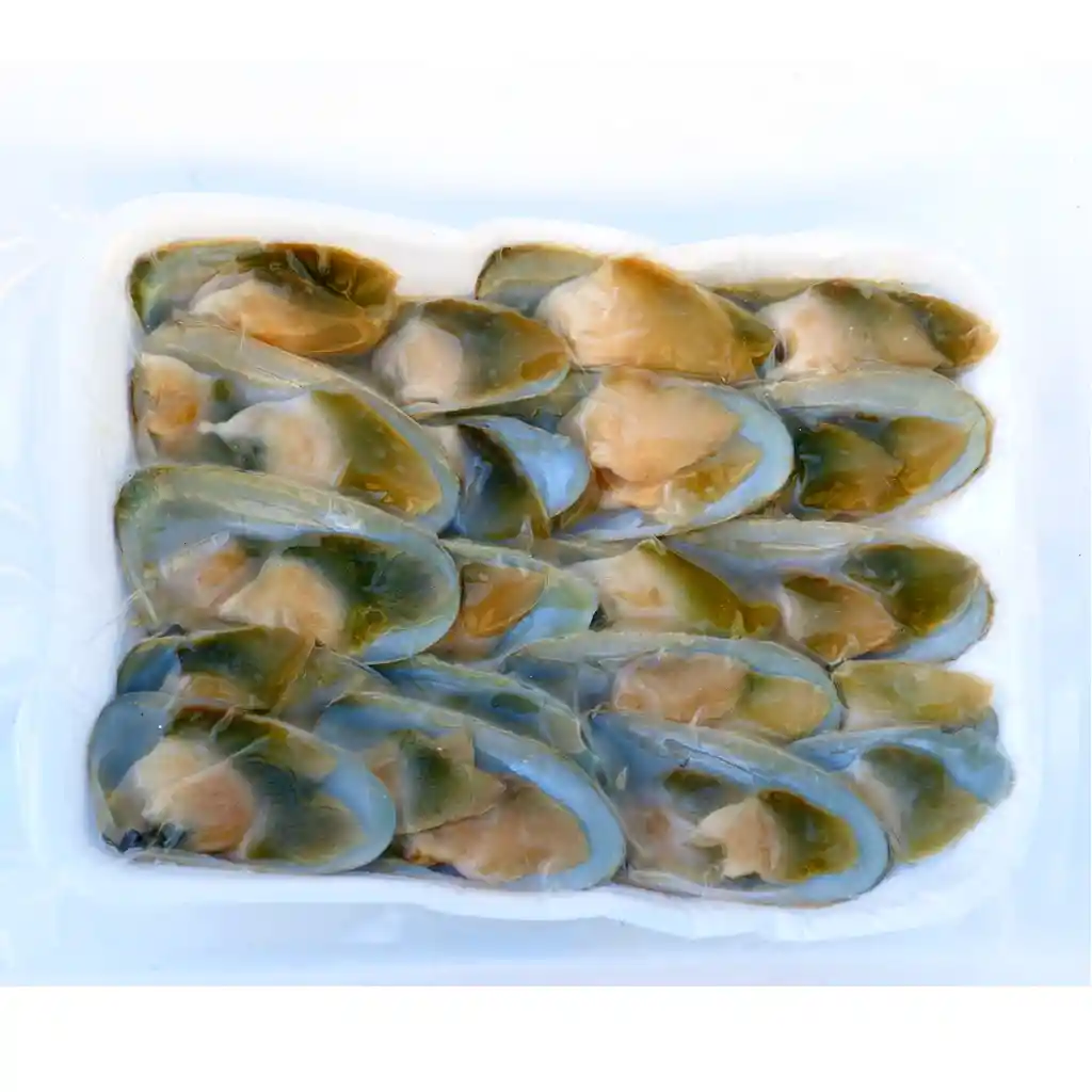 Macha Media Concha 12 Und