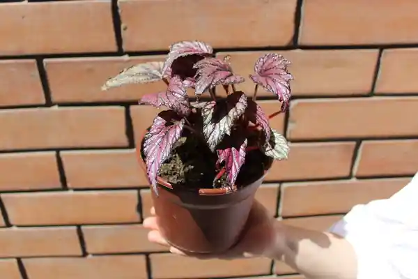 Begonia Rex