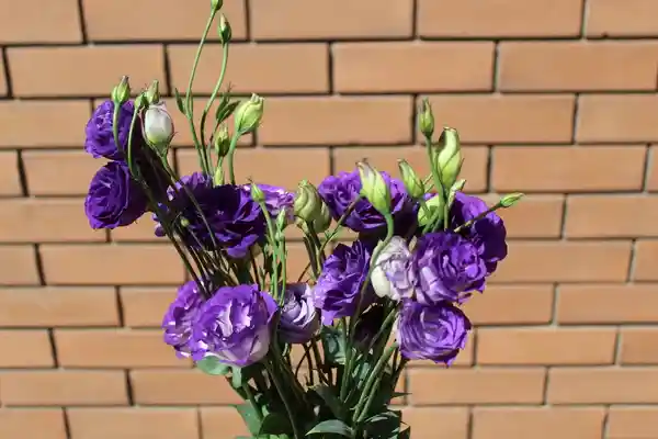 Lisianthus Morado