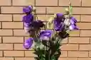 Lisianthus Morado