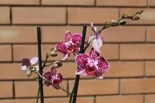 Orquídea Macetero Vidro