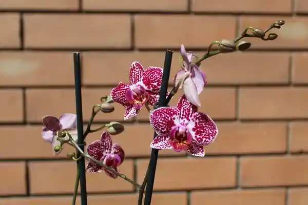 Orquídea Macetero Vidro