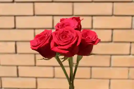 5 Rosas Rojas