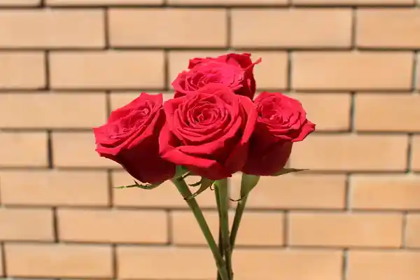 5 Rosas Rojas