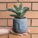 Suculenta Crassula Falcata Macetero Carita