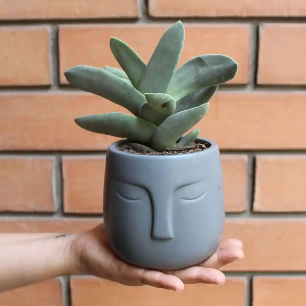 Suculenta Crassula Falcata Macetero Carita