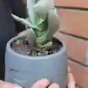 Suculenta Crassula Falcata Macetero Carita