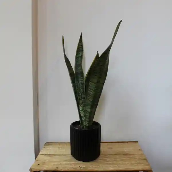 Sansevieria (macetero Acanalado)