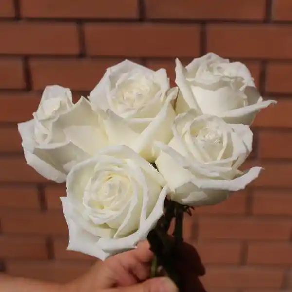 5 Rosas Blancas