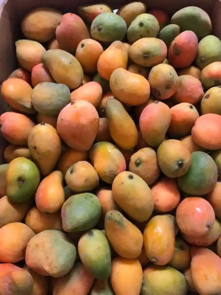 Mango De Pica