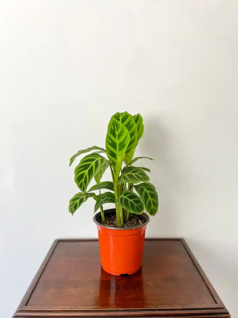 Calathea Zebrina