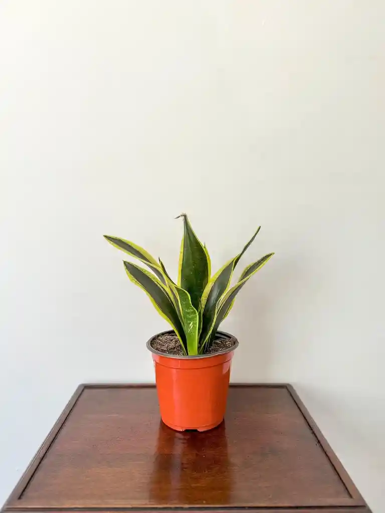 Sansevieria Black Gold