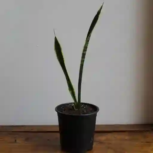 Sansevieria (macetero Plástico)