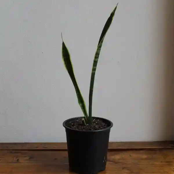 Sansevieria (macetero Plástico)